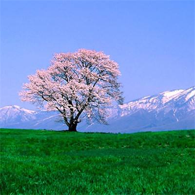 白马篇